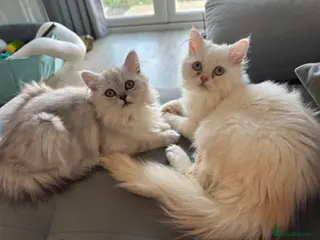 Persian cats I have two kittens - Advert 3