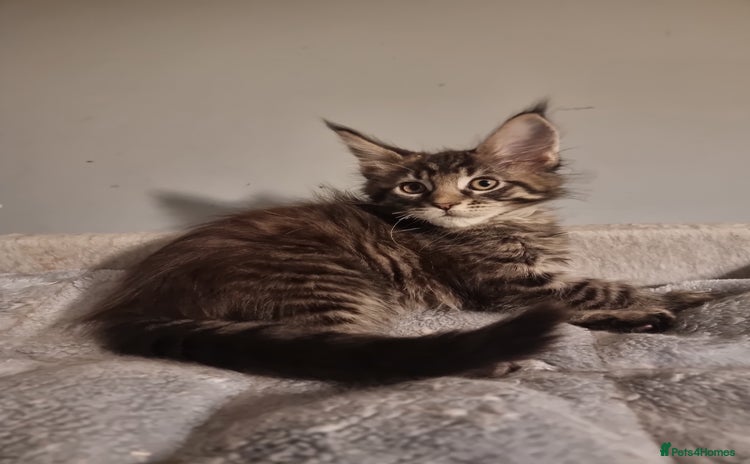 Maine Coon cats TICA REG.  Amazing kittens  - Advert 3