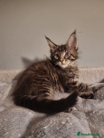 Maine Coon cats TICA REG. Amazing kittens - Advert 3