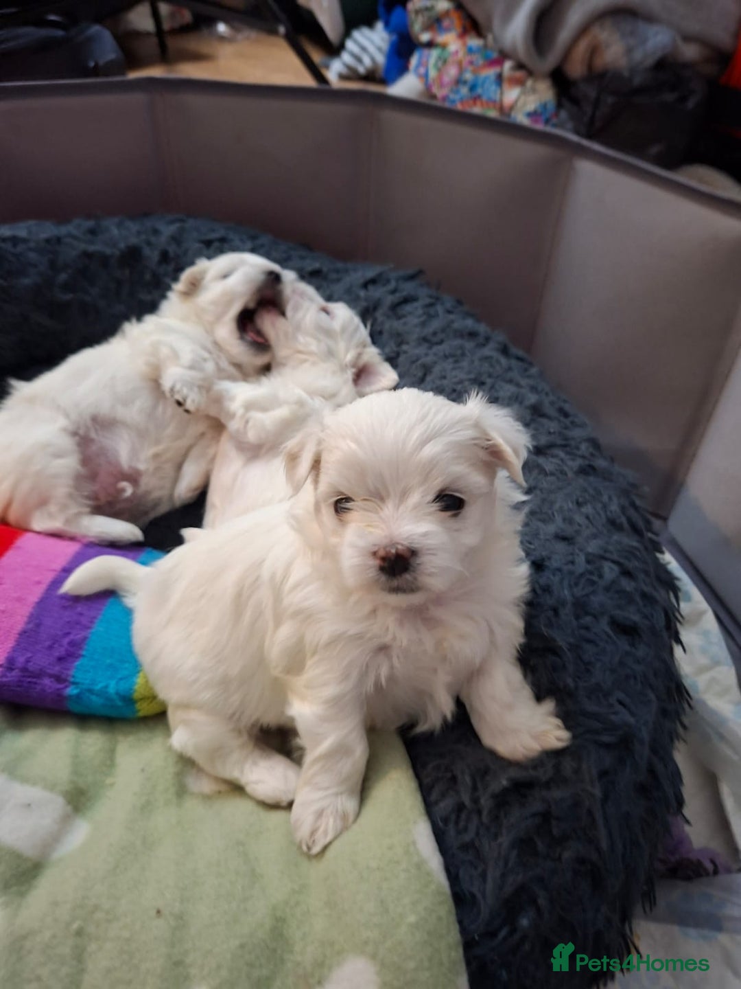 Maltese dogs for sale: Maltese puppies available mid January 2026 - Advert 7
