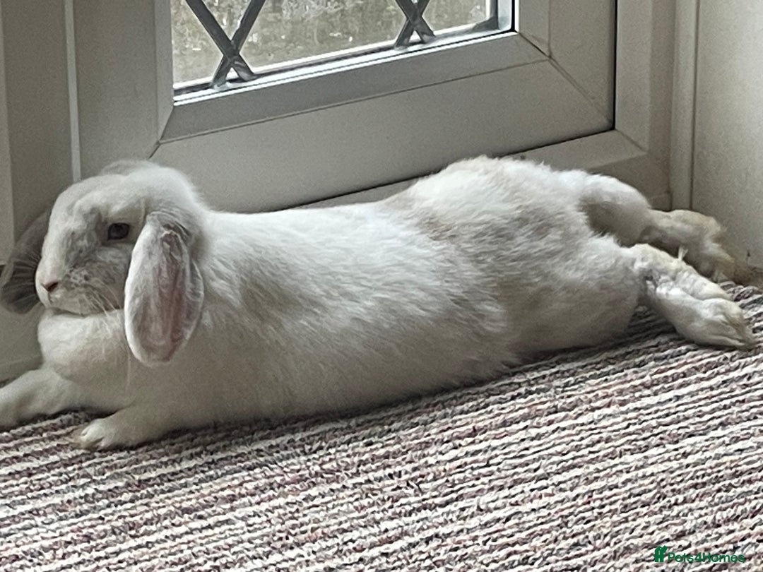 Mini Lop rabbits for sale: Mini lops - Advert 2