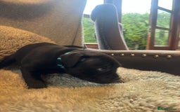 Staffordshire Bull Terrier dogs for sale: High Quality Blue & Black Staffy Puppies - Image 9