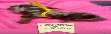 Miniature Dachshund Puppy 5
