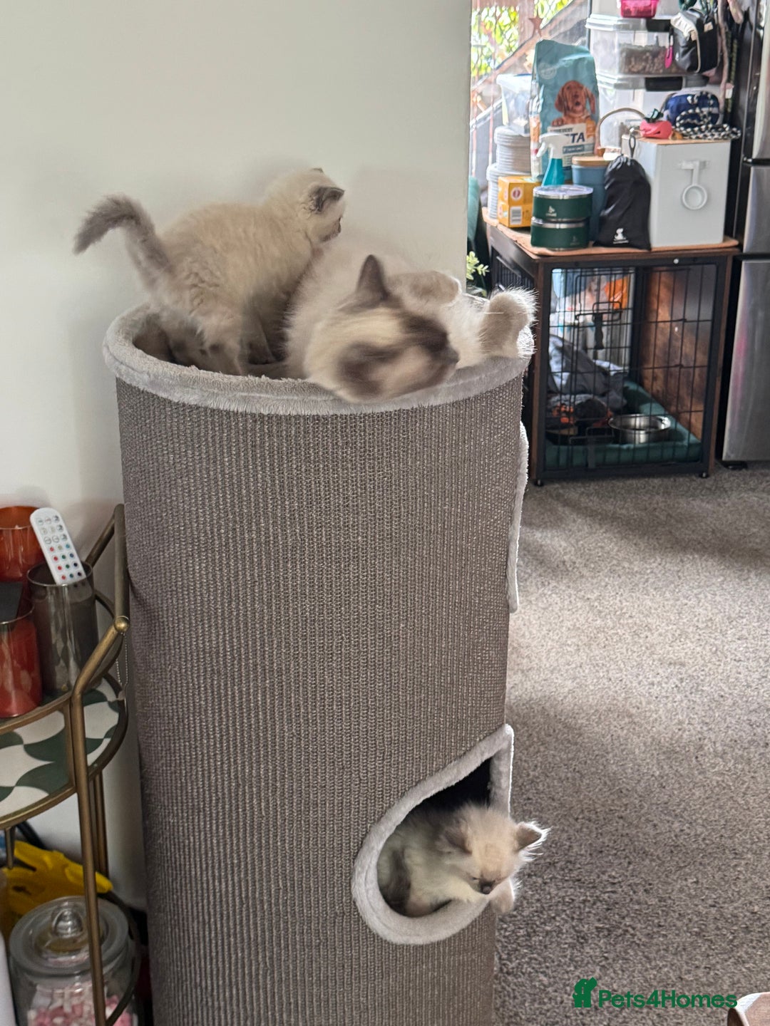 Ragdoll cats for sale: Adorable Ragdoll baby’s  - Image 6