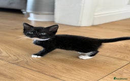 Mixed Breed cats for sale: 2 female kittens ready 14th October  - Image 3