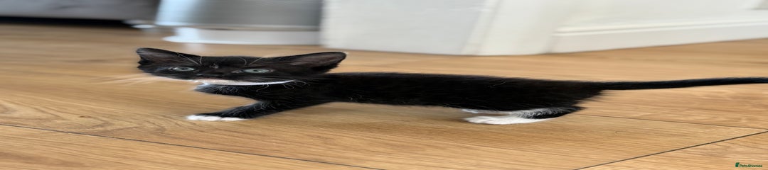 Mixed Breed Kitten 2