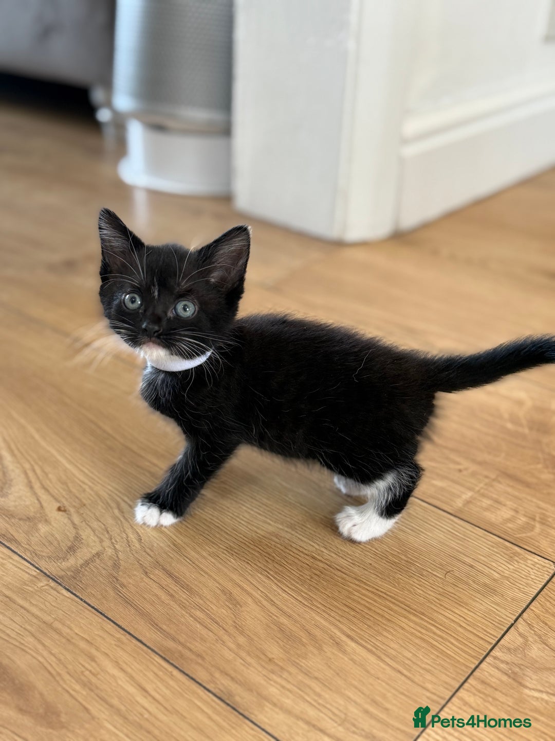 Mixed Breed cats for sale: 2 female kittens ready 14th October  - Image 3