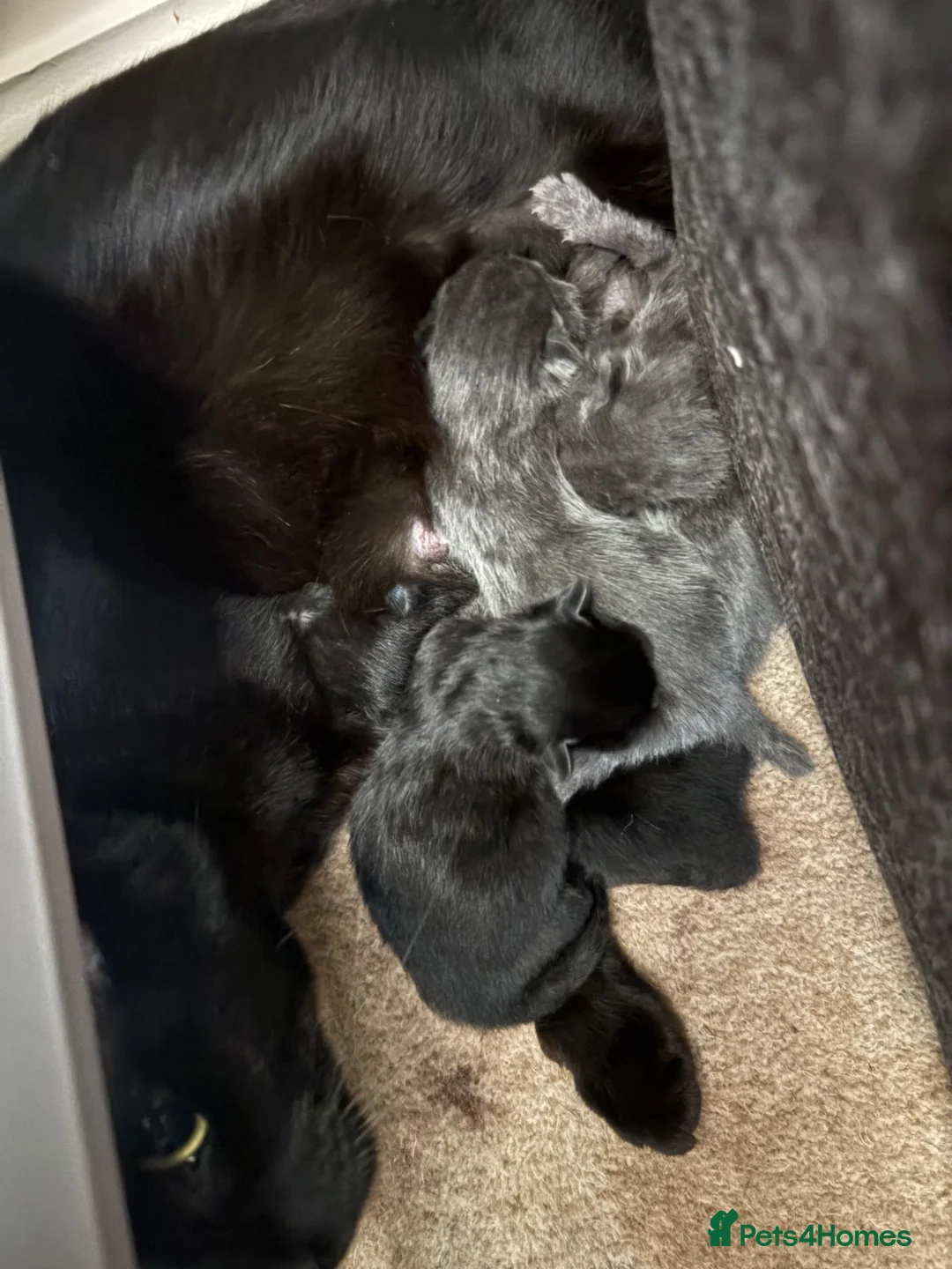 Mixed Breed cats for sale: Kittens  - Advert 11