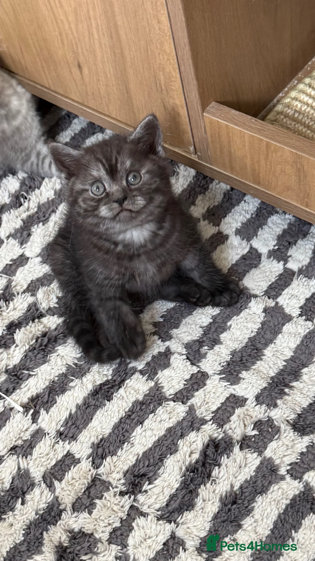 British Shorthair cats for sale: Cutest bsh babies 🤍🦋🤍  - Advert 2
