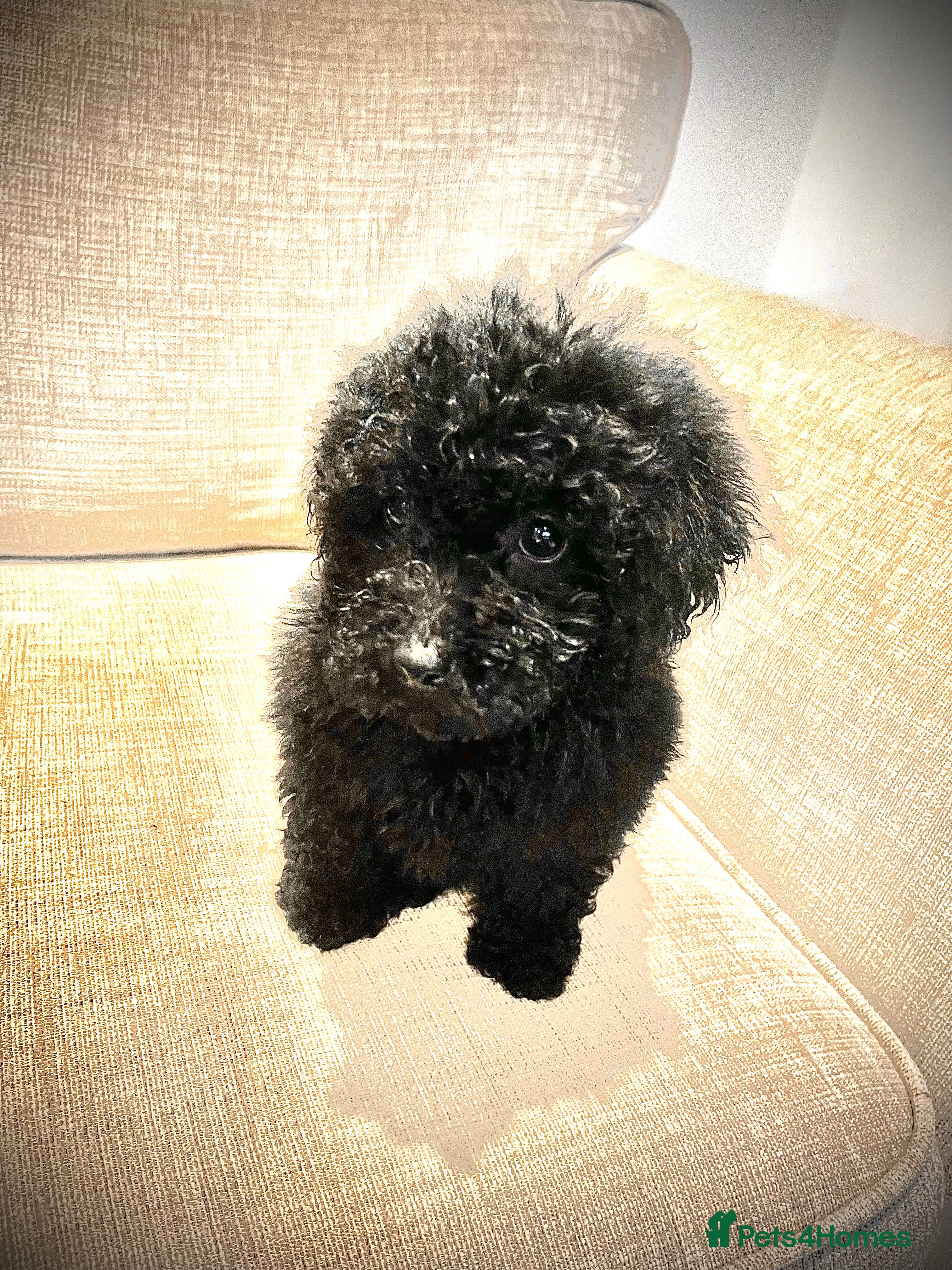 Miniature Poodle dogs Miniature Poodles!!! with 400 Health Tests!!! - Advert 15