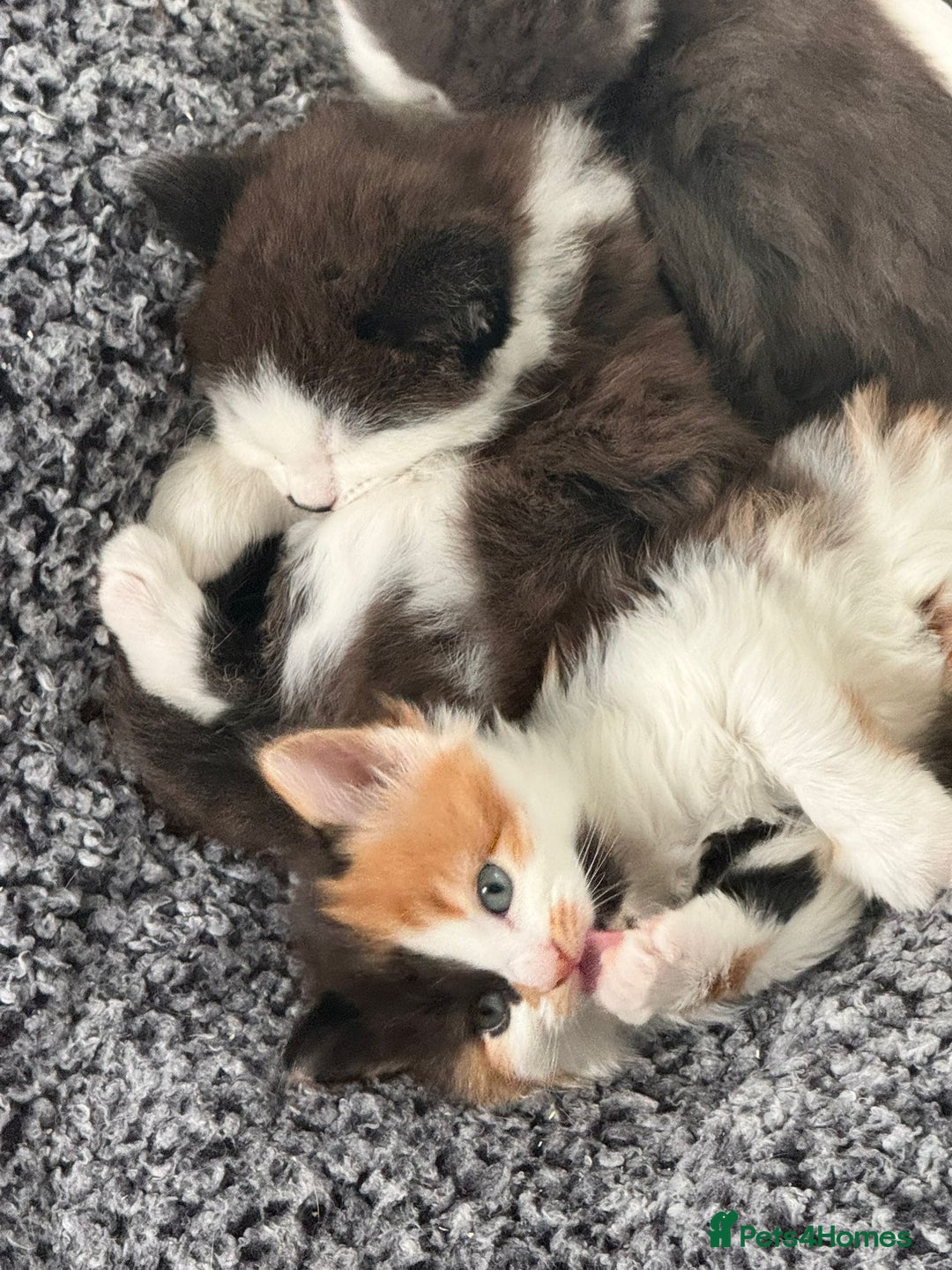 British Longhair cats for sale: 6 beautiful lovable friendly kittens - Image 15