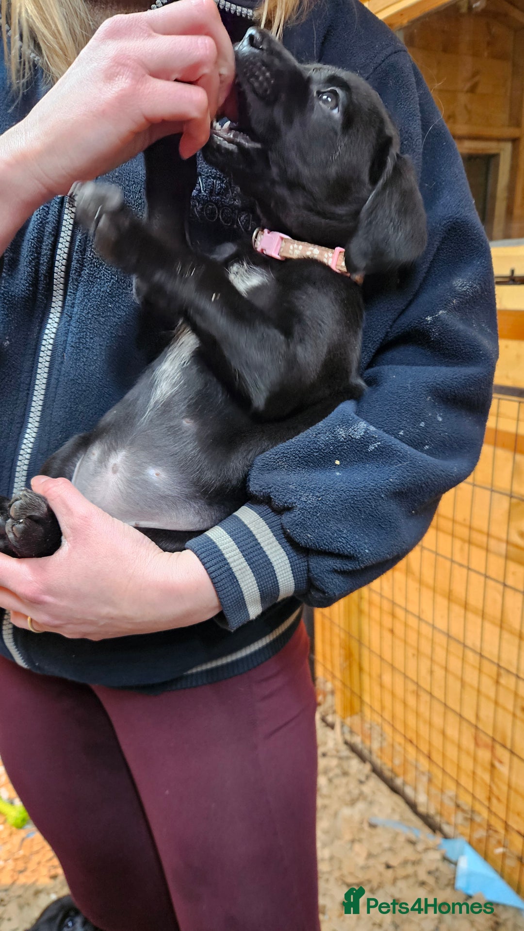 Labrador Retriever dogs for sale: Black labrador x gwp puppies working or pet homes - Advert 26