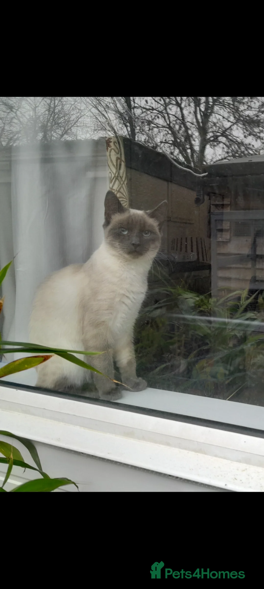 Mixed Breed cats for sale: Striking Boy Looking for his Forever Home - Advert 1