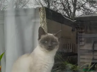 Mixed Breed cats Striking Boy Looking for his Forever Home - Advert 1