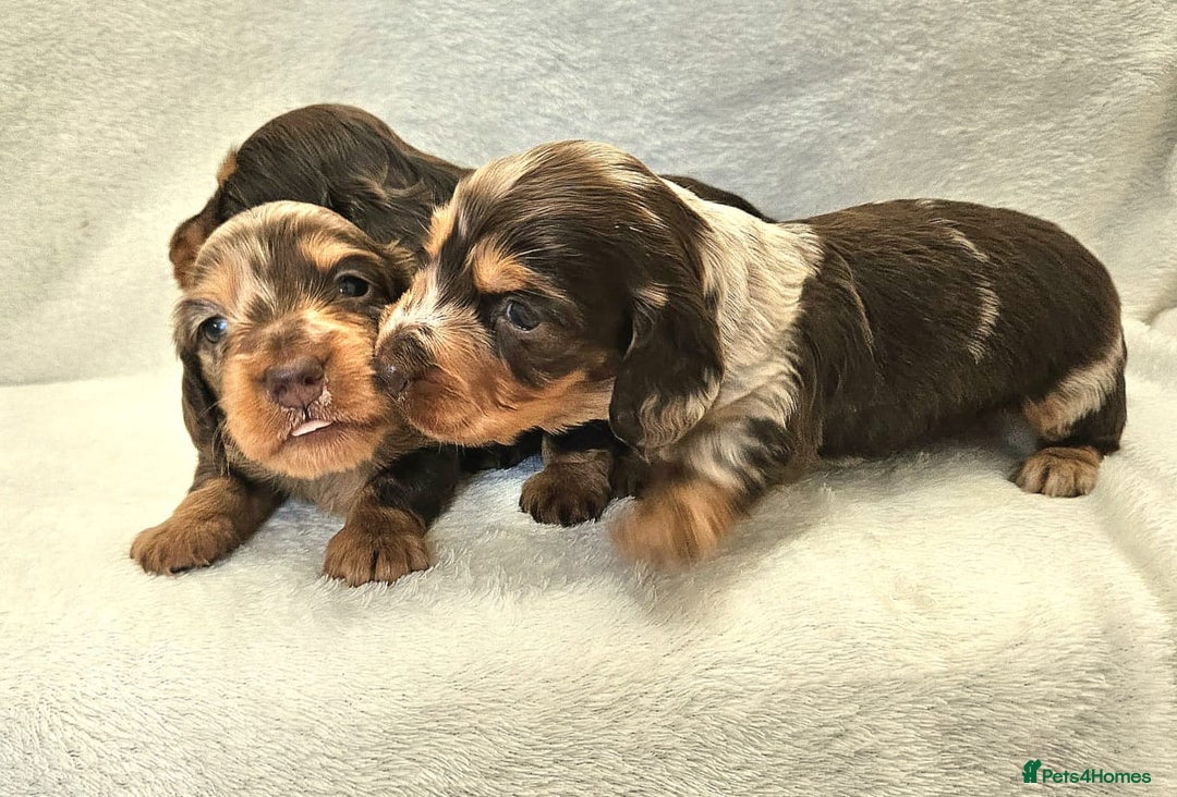 Miniature Dachshund dogs for stud: Long-haired miniature Dachshund in Hitchin - Advert 17