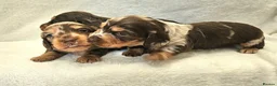 Miniature Dachshund dogs for stud: Long-haired miniature Dachshund in Hitchin - Advert 17