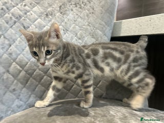 Bengal cats Stunning Blue Male Bengal Kitten TICA REG - Advert 1
