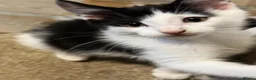 Mixed Breed cats for sale: Gorgeous kittens for sale! in Nottingham - Advert 7