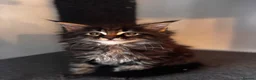 Maine Coon cats for sale: Maine Coon Kittens 🖤 Aberdeen, Scotland  - Advert 2