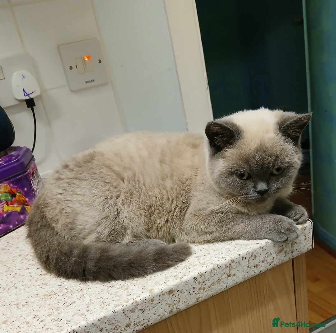 British Shorthair cats for sale: STUNNING LILAC BLUE BHS YOUNG FEMALE CAT - Advert 15