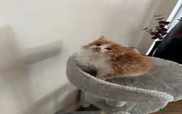 Mixed Breed cats for sale: Adorable Fluffy Kittens Ready Now - Image 4