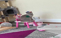 British Shorthair cats for sale: Luuna - Image 2