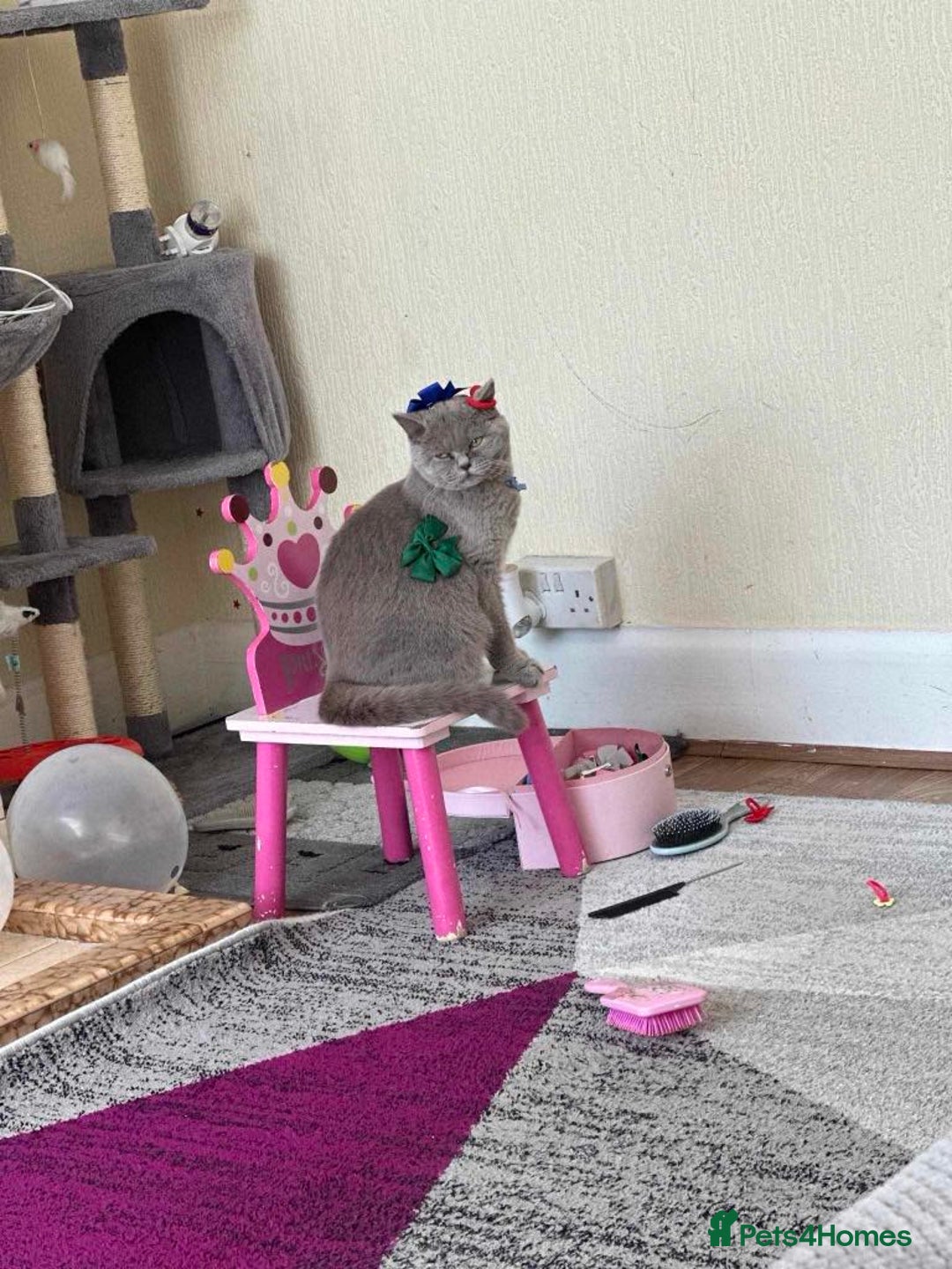 British Shorthair cats for sale: Luuna - Image 2