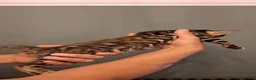 Bengal cats for sale: luxurious bengals - Advert 27