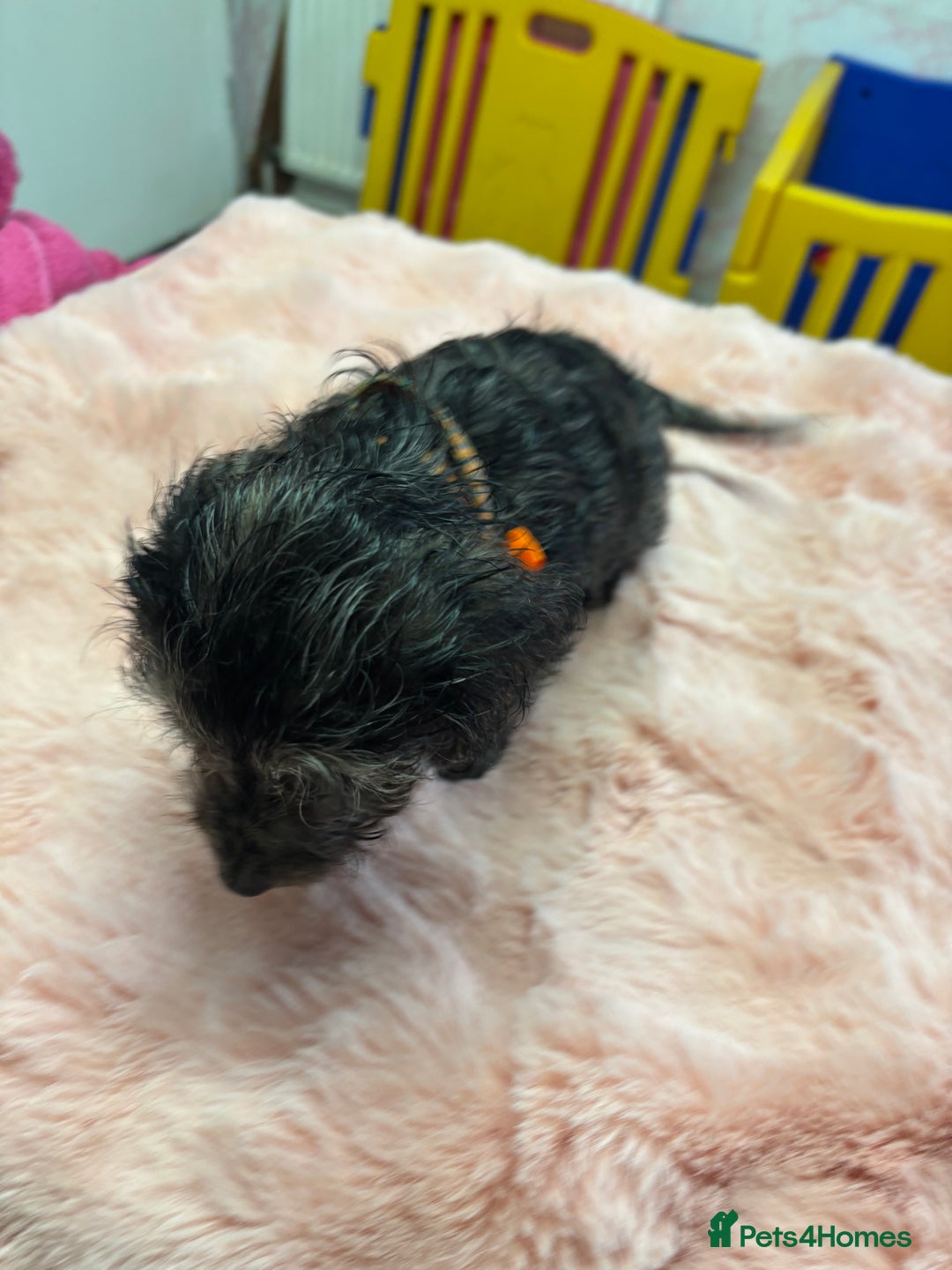 Mixed Breed dogs for sale: Puppies - Image 17