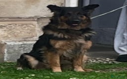 German Shepherd dogs for sale: Upcoming Litter of Pedigree German Shepherd Puppy - Image 2
