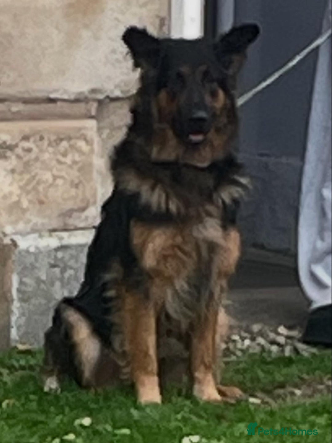 German Shepherd dogs for sale: Upcoming Litter of Pedigree German Shepherd Puppy - Image 2