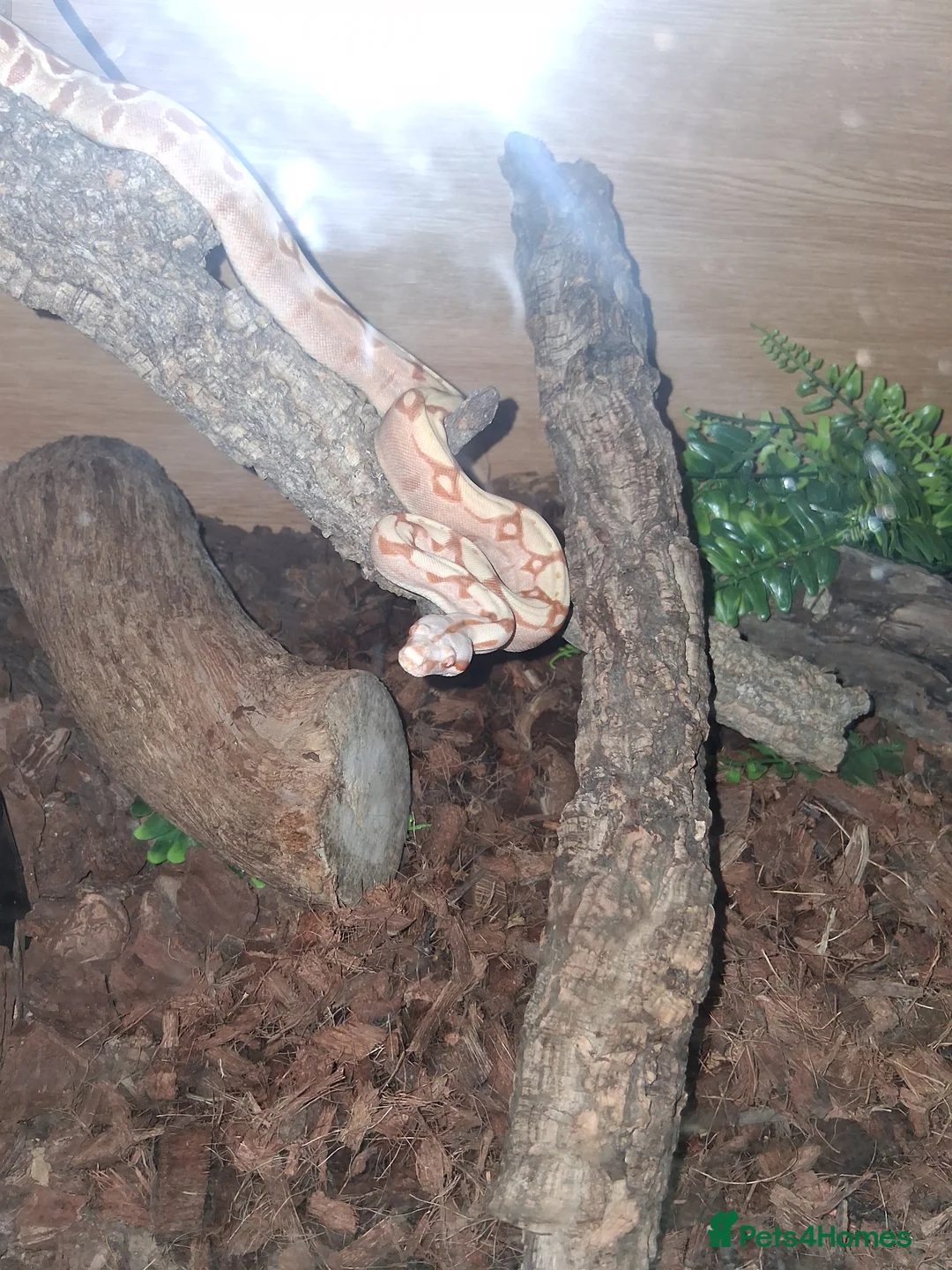 Boa Snake reptiles for sale: Boa  constrictor - Advert 4