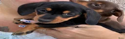 Miniature Dachshund dogs for sale: Miniature dachshund puppy last boy - Advert 2