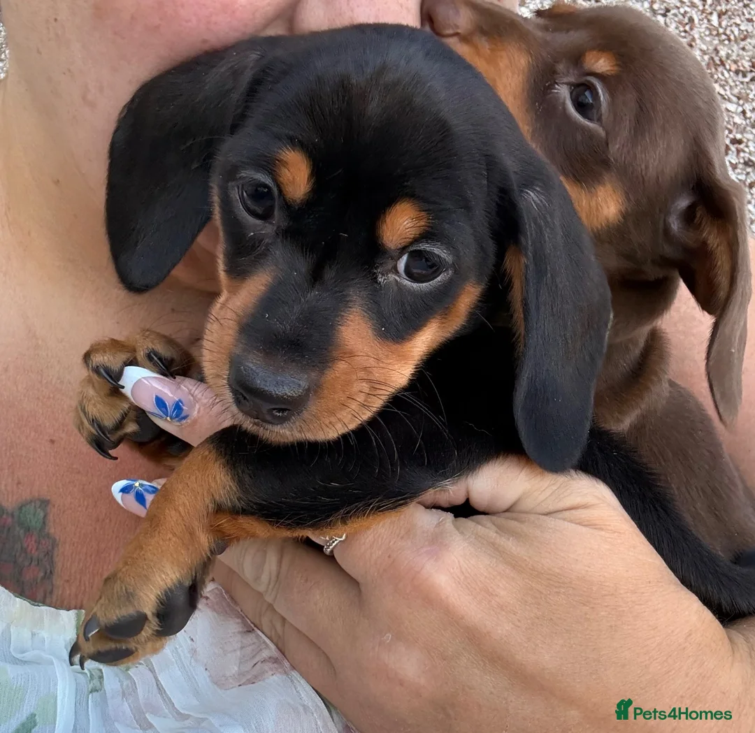 Miniature Dachshund dogs for sale: Miniature dachshund puppy last boy - Advert 2