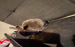 Netherland Dwarf rabbits for sale: Netherland dwarf rabbits  - Image 4