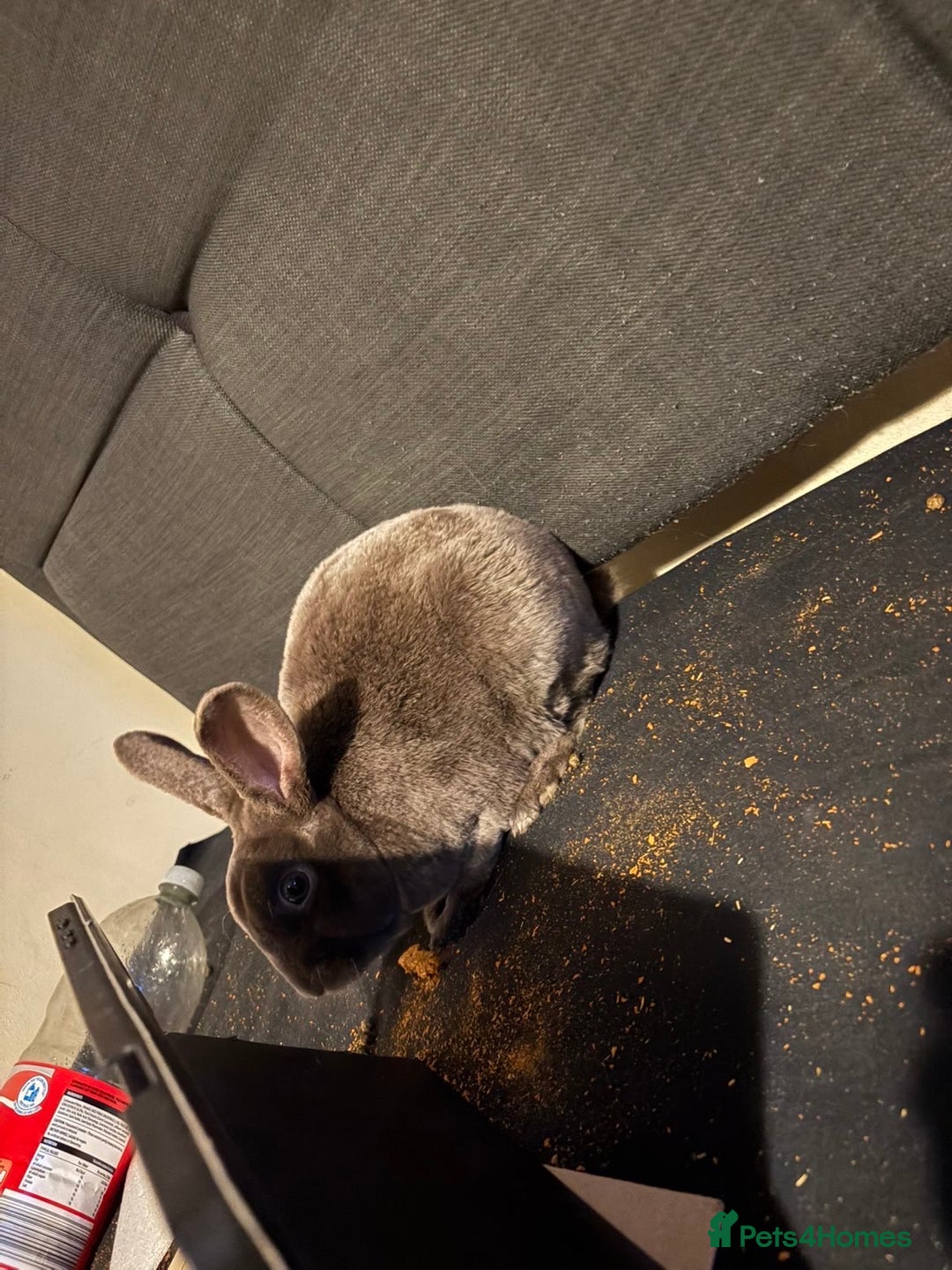 Netherland Dwarf rabbits for sale: Netherland dwarf rabbits  - Image 4