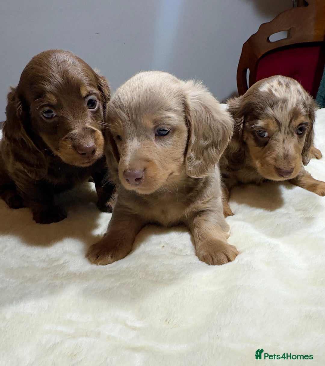 Miniature Dachshund dogs for sale: Dachshund miniature long hair - Advert 31