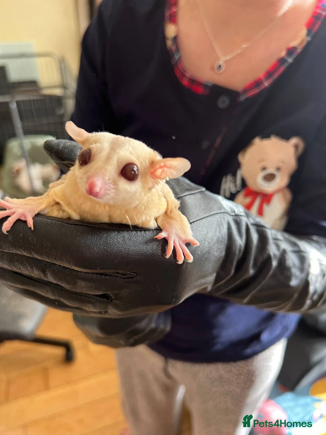 Sugar Glider rodents for sale: ✨ EXCEPTIONAL SUGAR GLIDER CLAN  - Advert 28