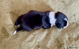 Welsh Corgi Cardigan dogs for sale: Show Quality KC Pedigree Corgi Cardigan Puppies  - Image 22