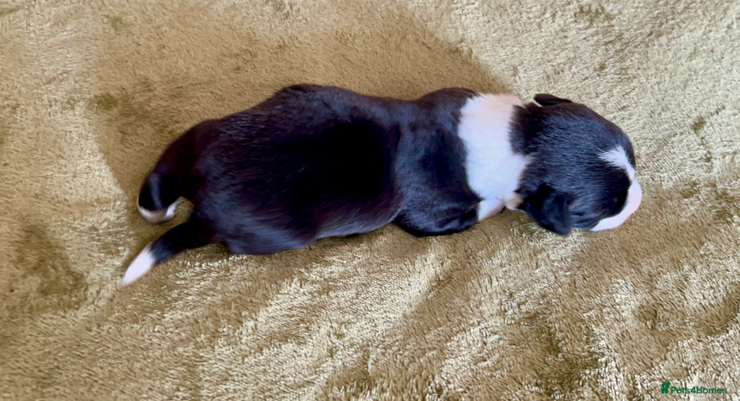 Welsh Corgi Cardigan dogs for sale: Show Quality KC Pedigree Corgi Cardigan Puppies  - Image 22