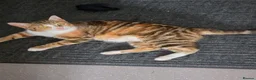 Mixed Breed cats for sale: 4 weeks old kittens in Darlington - Advert 8