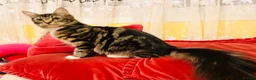 Maine Coon cats for sale: Maine Coon Absolutely Beautiful Kittens For Sale  - Advert 26