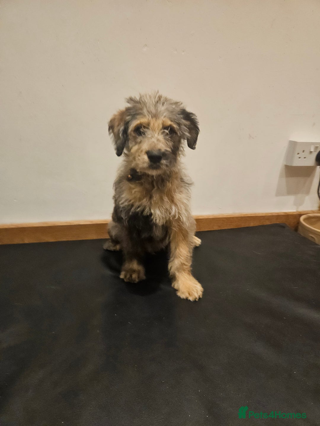 Mixed Breed dogs for sale: Rottweiler x poodle puppies ✨️ready now✨️ - Advert 24