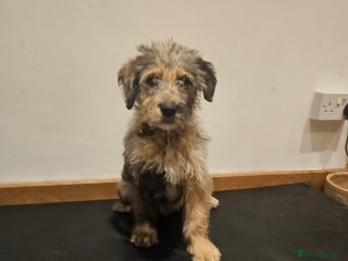 Mixed Breed dogs Rottweiler x poodle puppies ✨️fully vaccinated✨️ - Advert 19