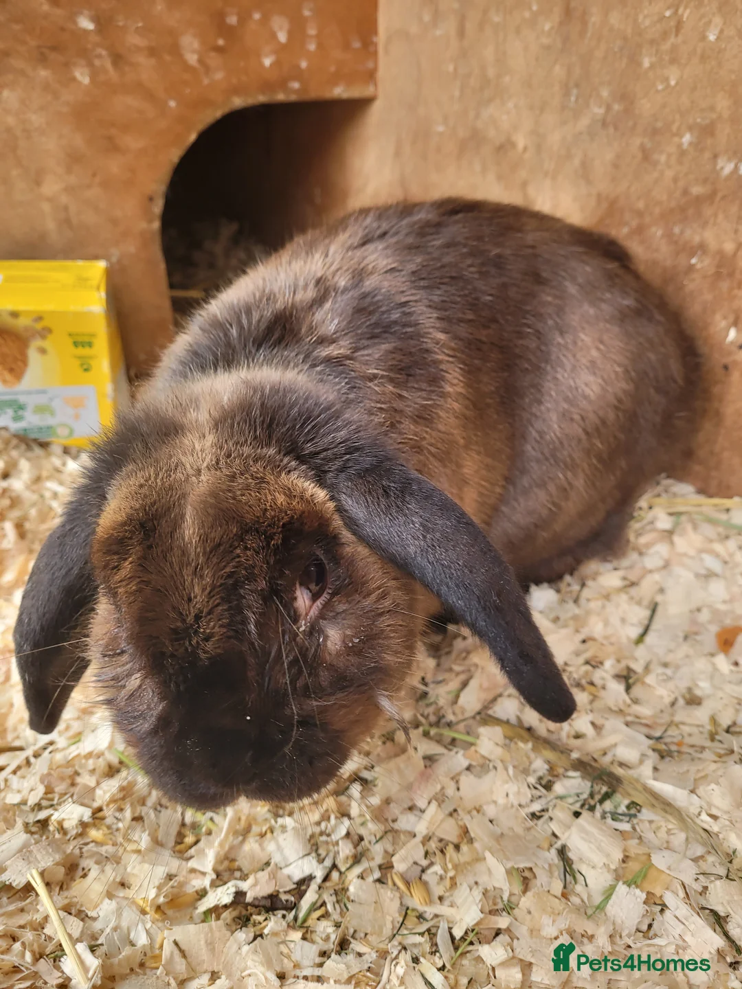 Mixed Breed rabbits for sale: 'Dash' Belgian Hare x Lop - Advert 2