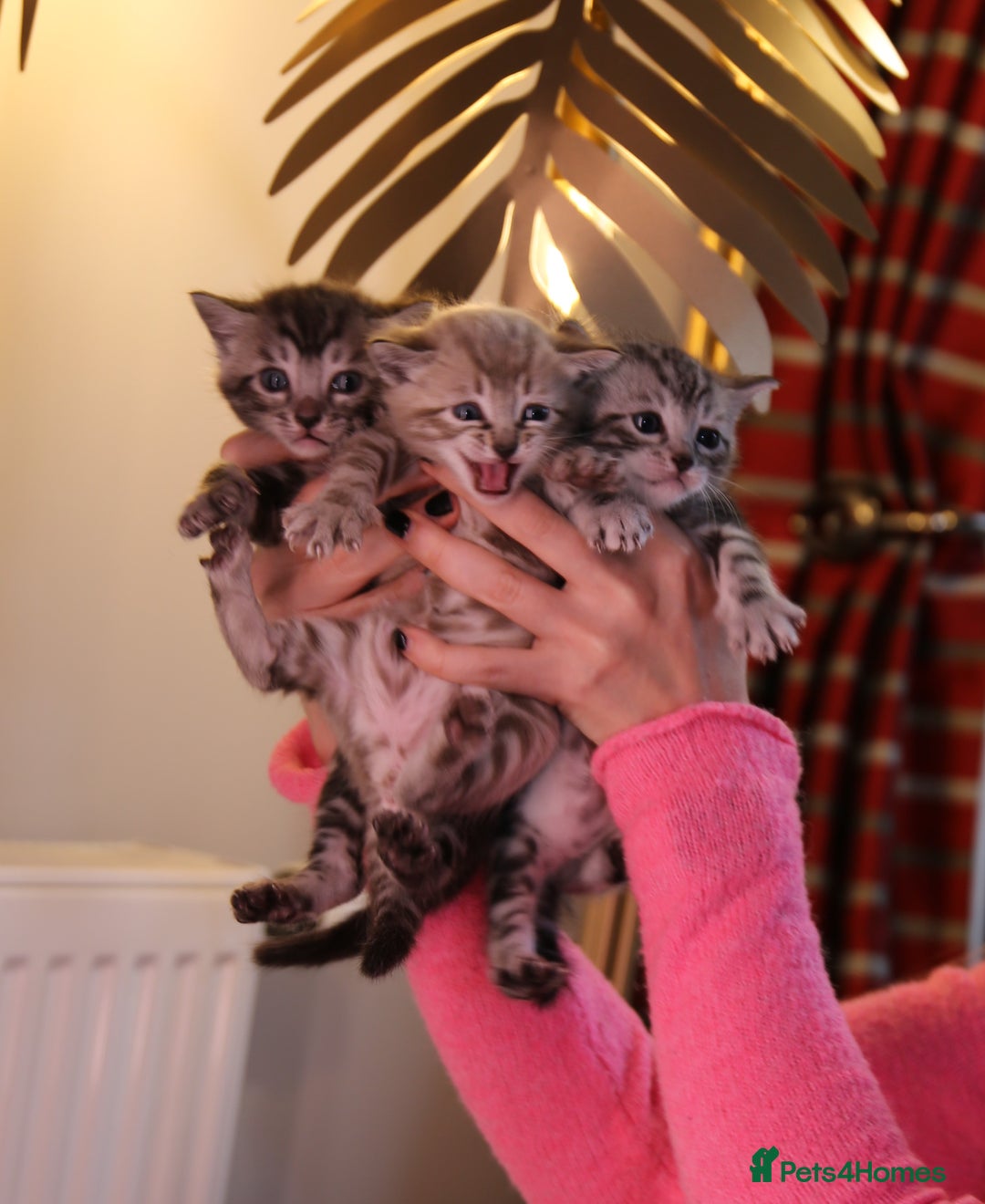Bengal cats for sale: Adorable Snow / Charcoal Bengal kittens for sale - Advert 2
