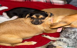 Jack Russell dogs for sale: 🐾Jack Russell Puppies🐾 - Image 14
