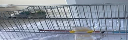 Parrots birds for sale: Parrotlet  in Hayes - Advert 7
