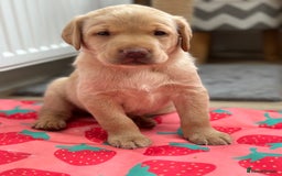 Labrador Retriever dogs for sale: WORMAGS KC REGISTERED LAST LABRADOR PUPPY - Image 6