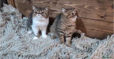 Persian cats - Advert 16